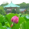 ♪蓮～不忍池