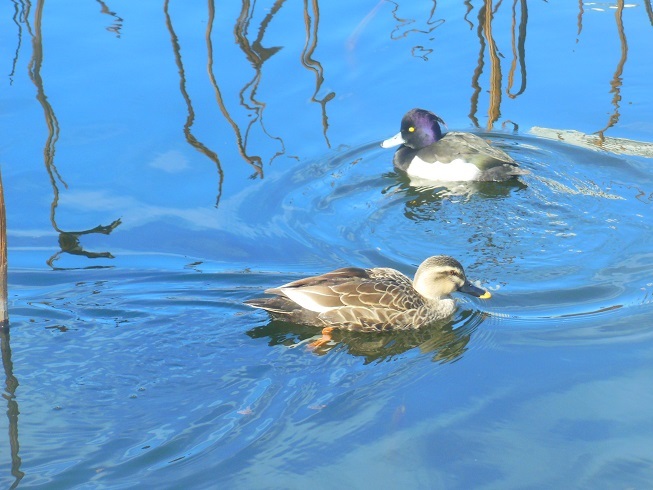 ♪上野公園　不忍池