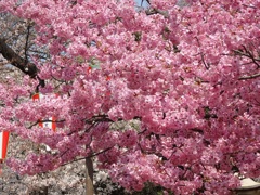 ♪陽光桜～上野公園