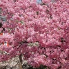 ♪陽光桜～上野公園