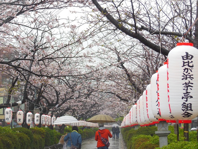 ♪鎌倉の桜　若宮大路
