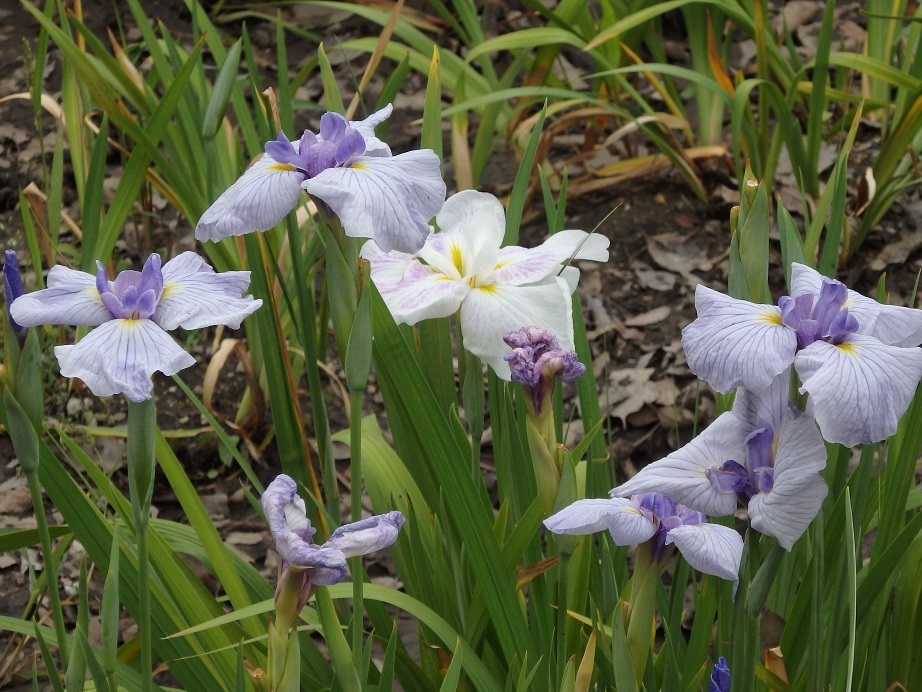 ♪鶴舞公園～菖蒲園