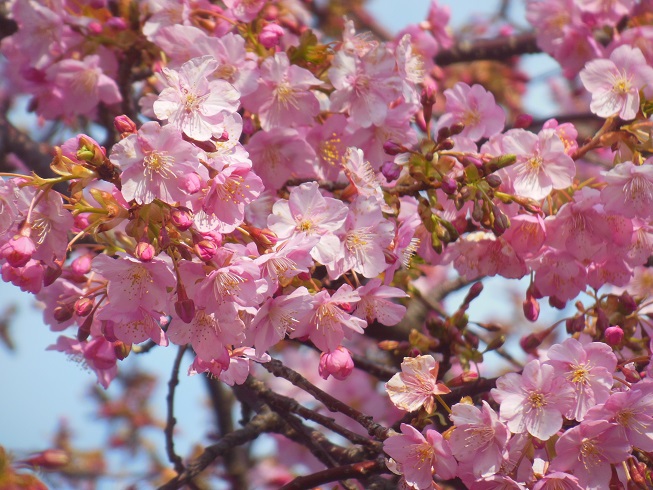 三浦海岸桜祭り