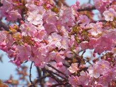 三浦海岸桜祭り