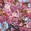 三浦海岸桜祭り
