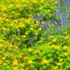 ♪花壇～芝公園