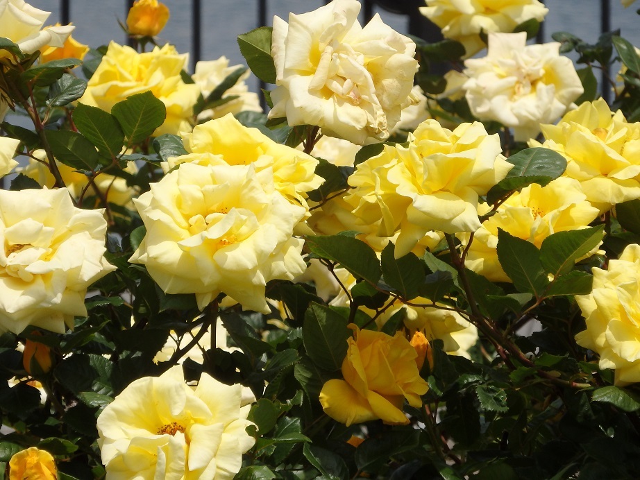 ♪薔薇～ヴェルニー公園