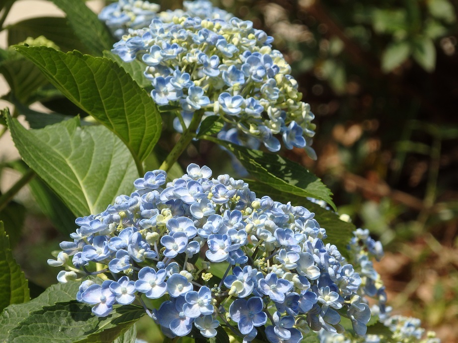 ♪名城公園～紫陽花