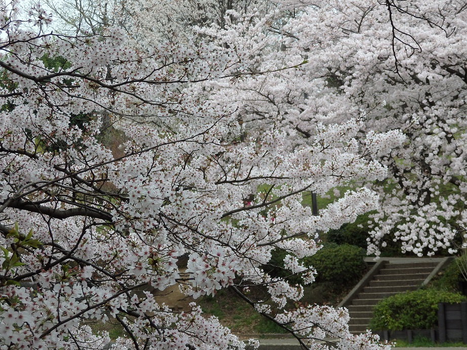 ♪岸根公園のソメイヨシノ