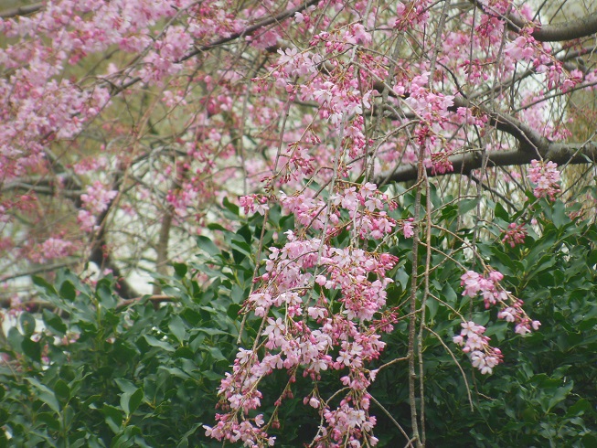 ♪グランドプリンス新高輪の枝垂れ桜^^