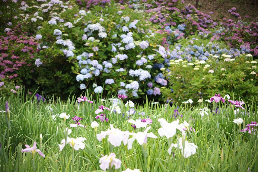 ★菖蒲畑の向こうに紫陽花★