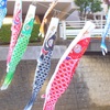 鯉幟　帷子川