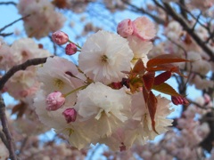 白い八重桜～新横浜