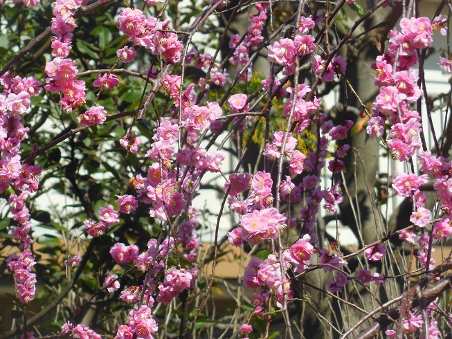 ♪枝垂れ桜～武蔵小杉