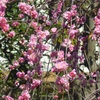 ♪枝垂れ桜～武蔵小杉