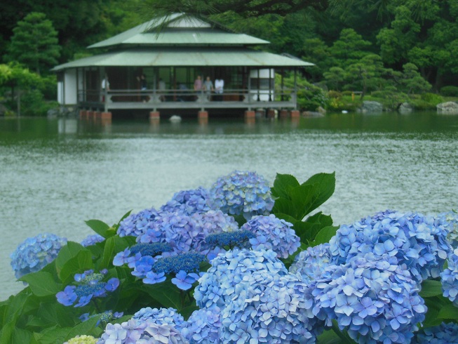 庭園の紫陽花　清澄庭園♪