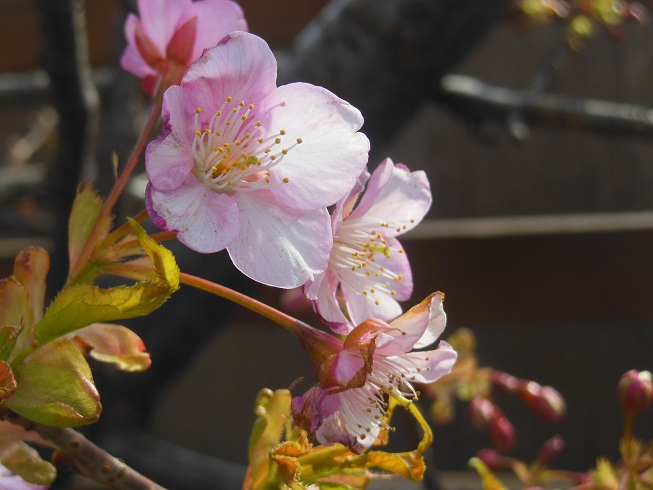 河津桜♪　大和市
