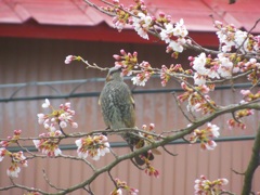 桜と戯れるヒヨドリ　山梨県