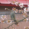 桜と戯れるヒヨドリ　山梨県