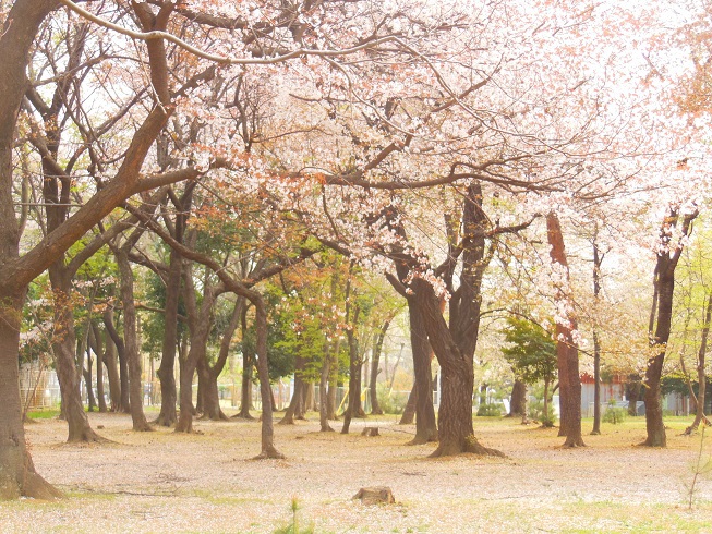 ♪地面も桜色～守谷