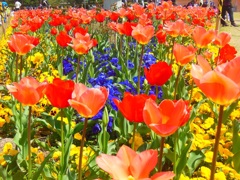 チューリップが咲いた♪　鶴舞公園