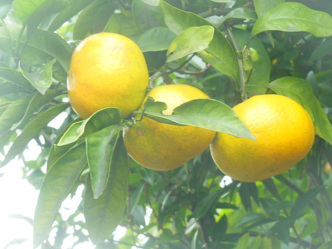 自宅　夏みかん♪