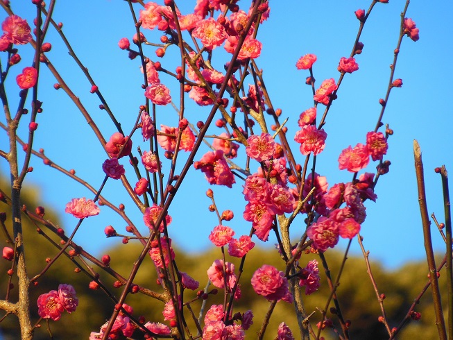 紅梅～逗子蘆花記念館