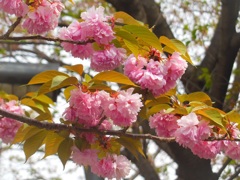 ♪八重桜～横浜ビジネスパーク♪