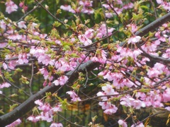 緑の葉も見え始めました^^