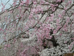 ♪鎌倉の桜～名古屋城
