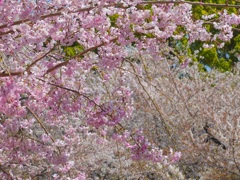 鶴舞公園の枝垂れ桜