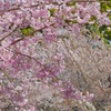 鶴舞公園の枝垂れ桜