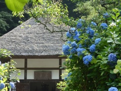 ♪明月院～あじさい寺