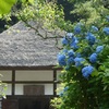 ♪明月院～あじさい寺