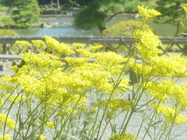 女郎花♪