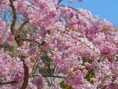 咲き誇る枝垂れ桜　名古屋