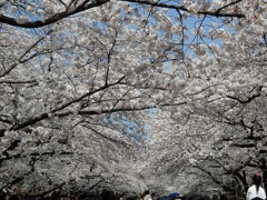 ♪桜～上野公園＾＾