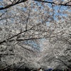 ♪桜～上野公園＾＾