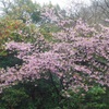 桜完成^^v