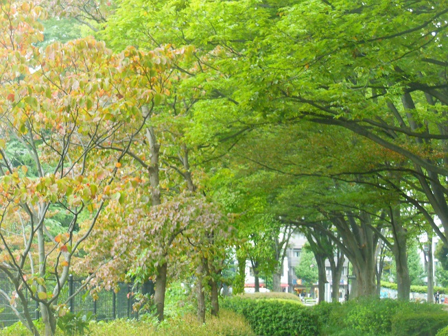 駒沢公園、、まだ夏の色彩も残っています(^-^)