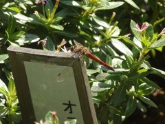 ♪日比谷公園～赤とんぼ