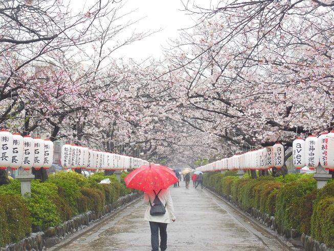 ♪雨の鎌倉
