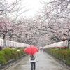 ♪雨の鎌倉