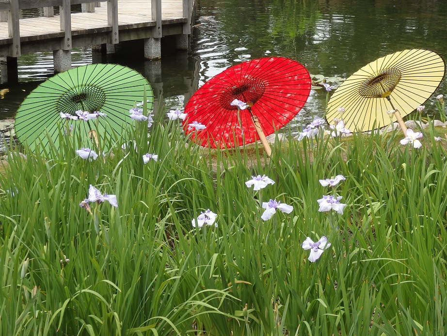 ♪徳川庭園～菖蒲