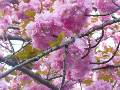 ♪八重桜～浜町公園