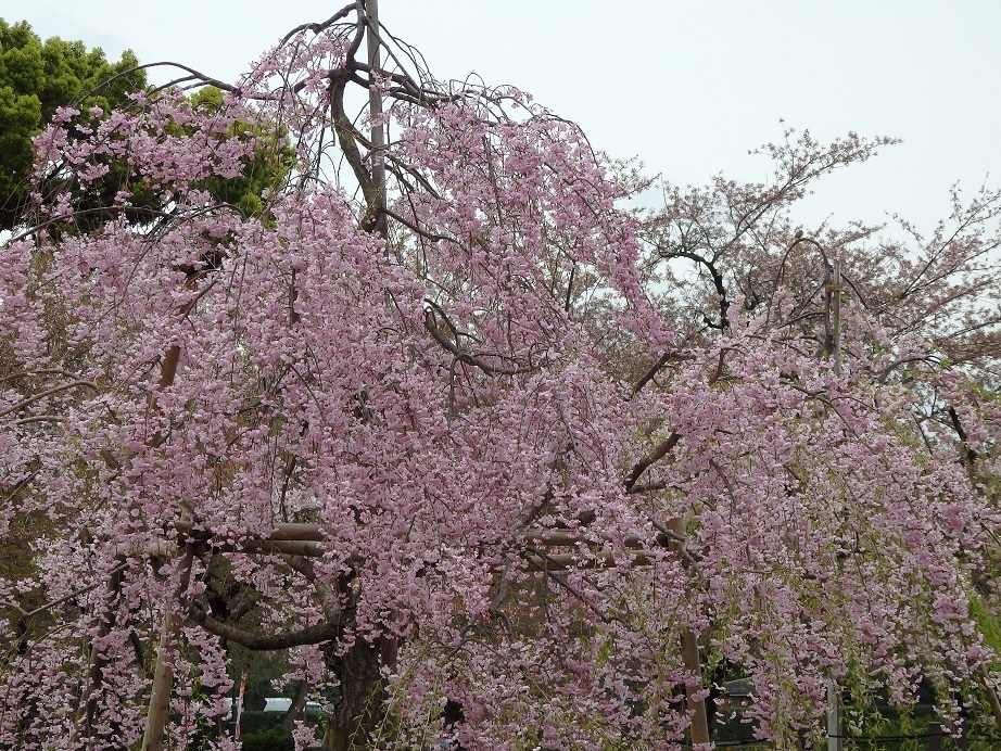 ♪枝垂れ桜～鶴舞公園