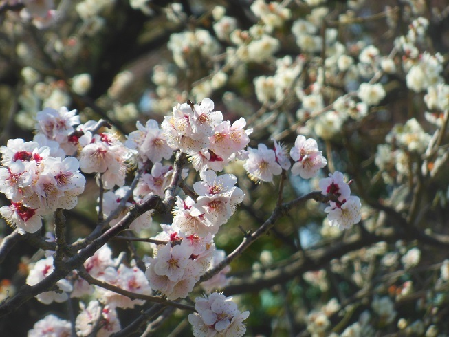 ♪満開梅～徳川庭園