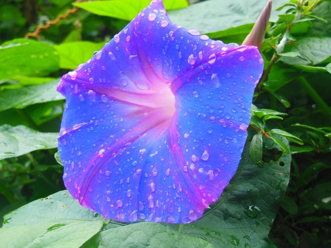 雨に洗われた朝顔♪