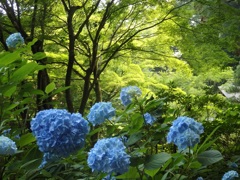 ♪明月院の紫陽花