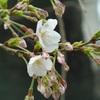 ♪開花～京都高瀬川